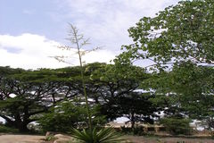 Agave americana